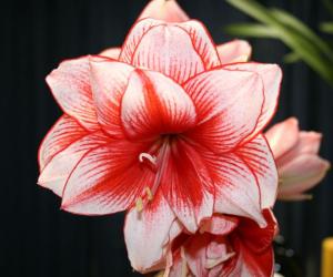 Не все спокойно в эдеме. Рецензия на "Привязанная. Острова Семиры" Яны Озары