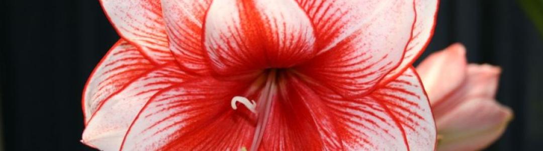 Не все спокойно в эдеме. Рецензия на "Привязанная. Острова Семиры" Яны Озары