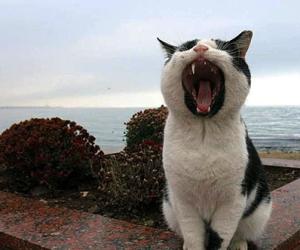 Плач кота Васьки ( юмор)