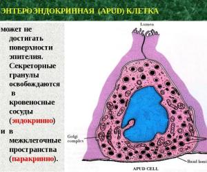 Спецагенты нашего организма
