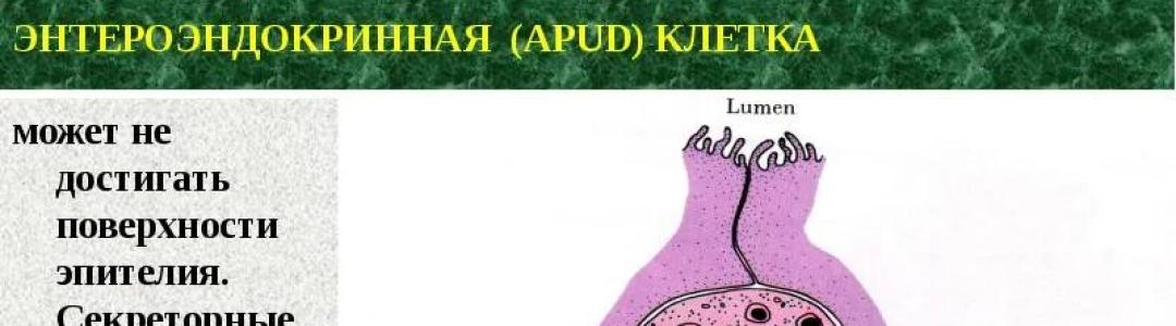 Спецагенты нашего организма