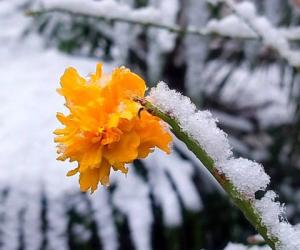 Летне-Весеннее фламенко крымских цветов.