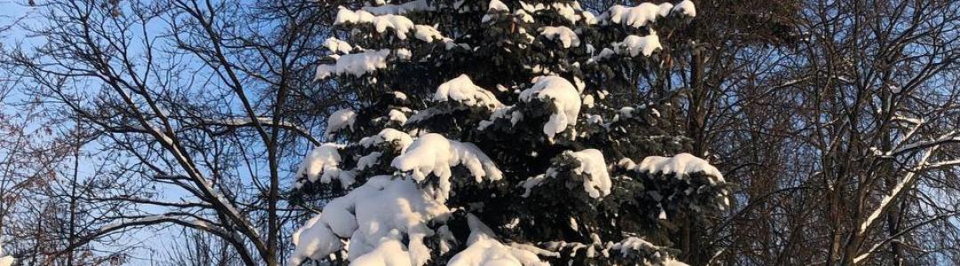 В синей лазури день января снежно-золотой.