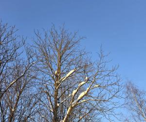 В синем звучании небес февраля.