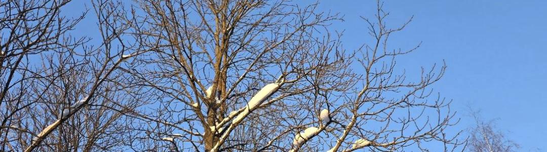 В синем звучании небес февраля.