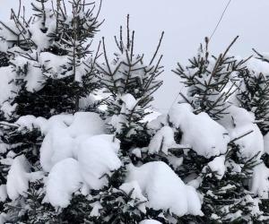 На снежном балу ёлочки.