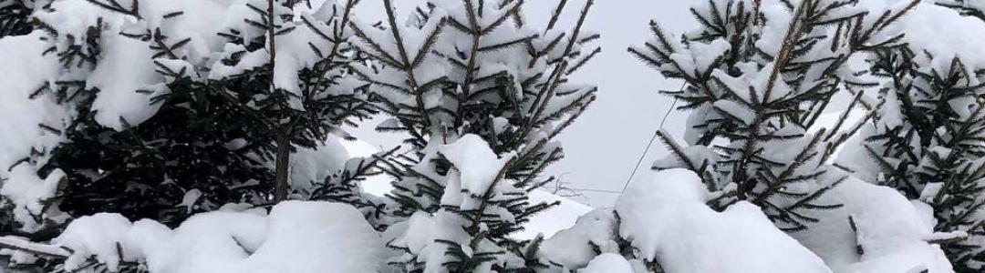 На снежном балу ёлочки.