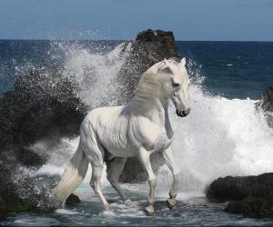 Белоснежный конь.