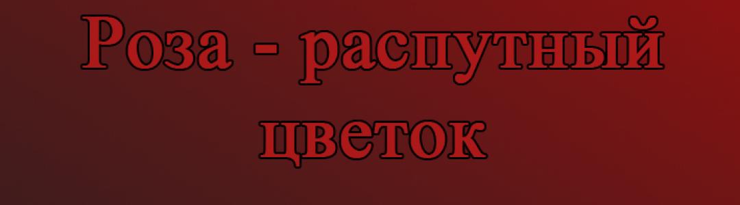 Новый рассказ из цикла "Роза - распутный цветок"