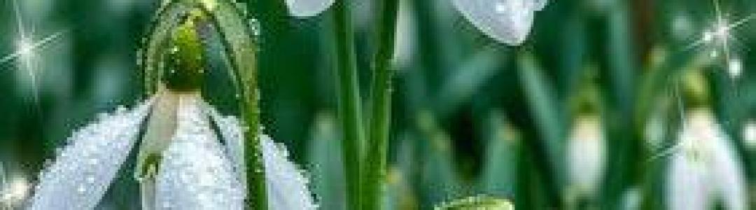 По весенним симфониям…