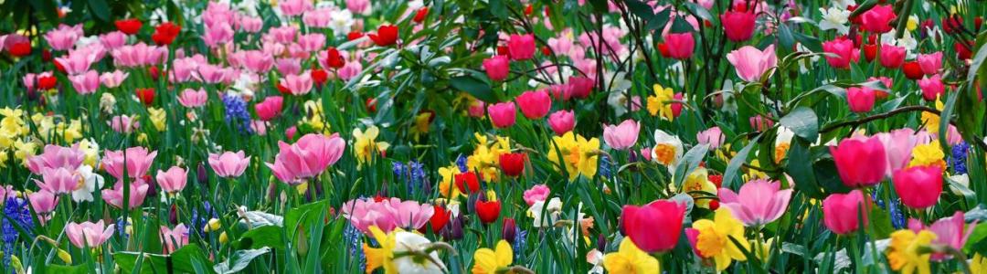 Цветочная музыка Весны!