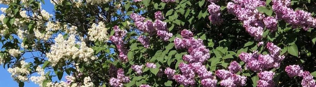 Под звуки майского дождя и ароматы сирени!