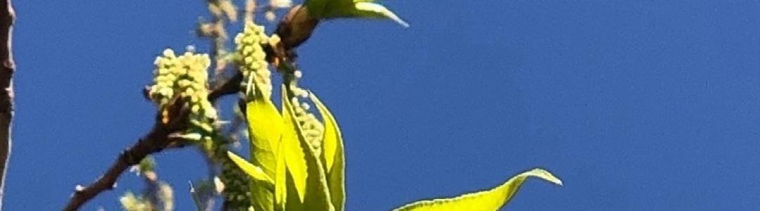 По Весенним симфониям чудес…