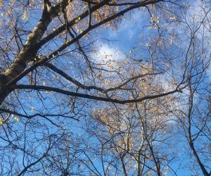 В осенних красках и нотах Осени…