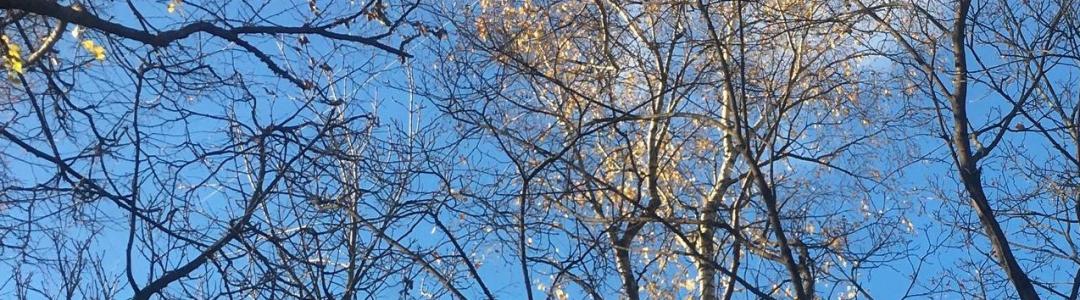 В осенних красках и нотах Осени…