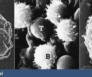 Армияя иммунитета