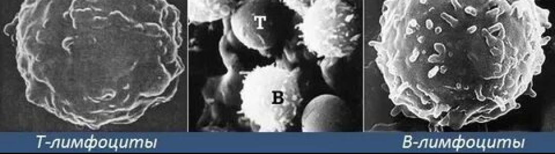 Армияя иммунитета