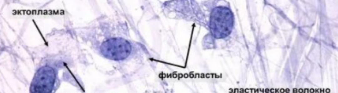 "Самозашивание" тканей в организме