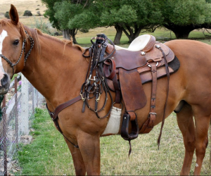 Олька ( рассказ в стихах о любимой лошади)