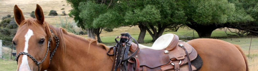 Олька ( рассказ в стихах о любимой лошади)