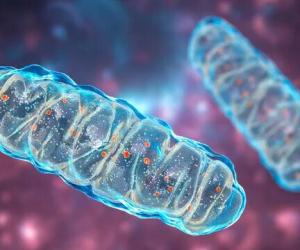 Электрическая станция вашего организма