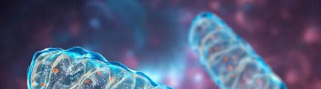 Электрическая станция вашего организма