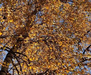 В лучах солнца ноября берёзоньки волшебство.
