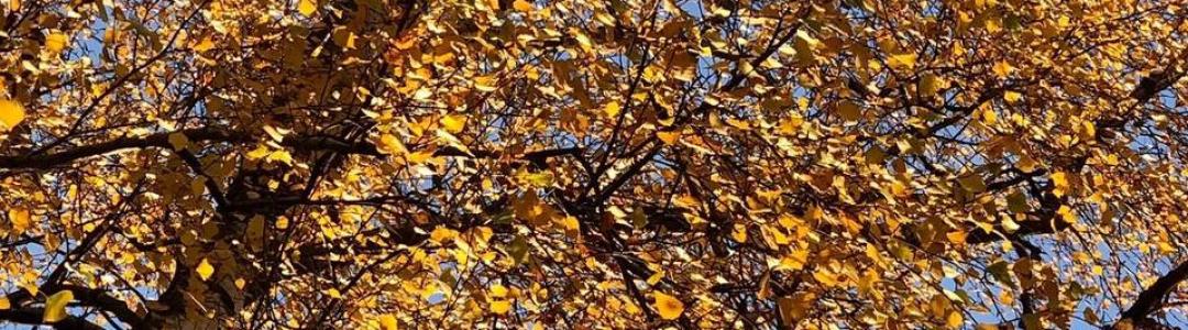 В лучах солнца ноября берёзоньки волшебство.