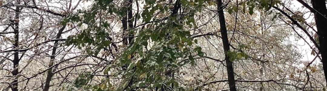 Первый снег в Москве шёл год назад на Покров Пресвятой Богородицы!