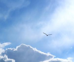 Одинокая птица Одинокая птица