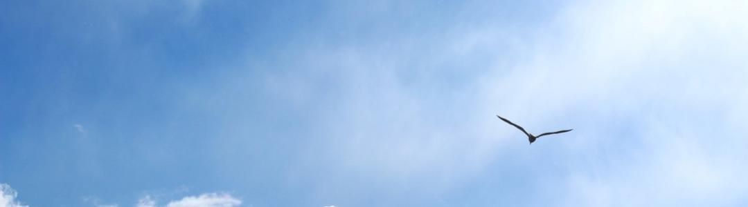 Одинокая птица Одинокая птица