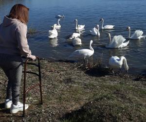 Лебединый пруд в Новокубанске — источник вдохновения.