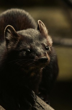 Обложка книги Борозда. Часть 3. Гл.16-20