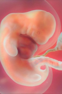 Обложка книги Создание человека