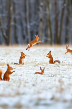 Обложка книги На лужайке, на полянке... (новогодняя  песенка)