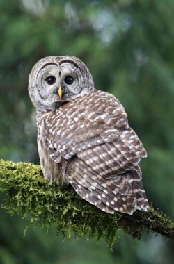 Обложка книги Басни Посохова без морали