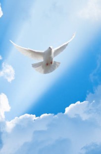 Обложка книги Басни Посохова про творчество