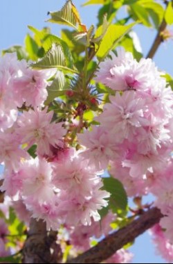 Обложка книги Басни Посохова для юных читателей