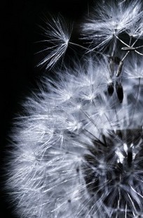 Обложка книги Иллюзионист