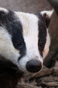 Обложка книги Экономические басни Посохова