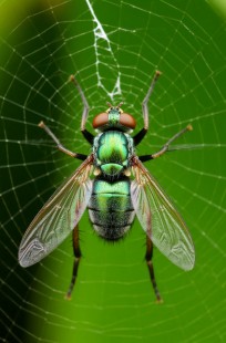 Обложка книги Плету-заплетаю