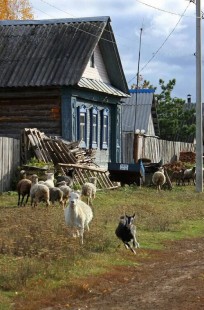 Обложка книги Деревенские рассказы