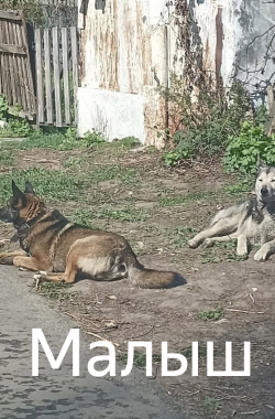 Читать онлайн Малыш Обложка книги Малыш