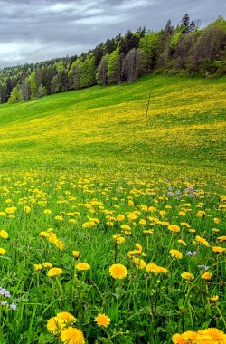 Обложка книги Летние зарисовки.