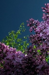 Обложка книги Правильная интерпретация мифа об ИИсусе Христе. Объяснение существование Ада и Адских Мук. Эксклюзив