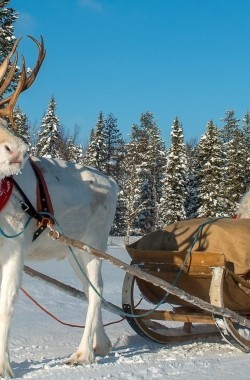 Обложка книги Предновогодняя история со счастливым концом