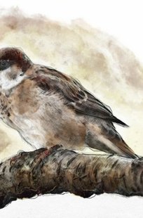 Обложка книги Я постараюсь