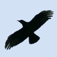 Андрей Назаренко