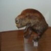 Алексей Гридин