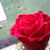 Хадиджа Хадя